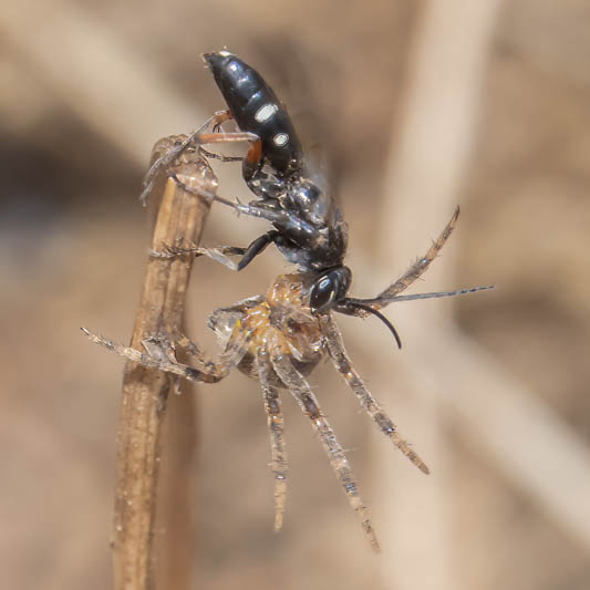 Episyron rufipes (Red-legged Spider wasp).jpg